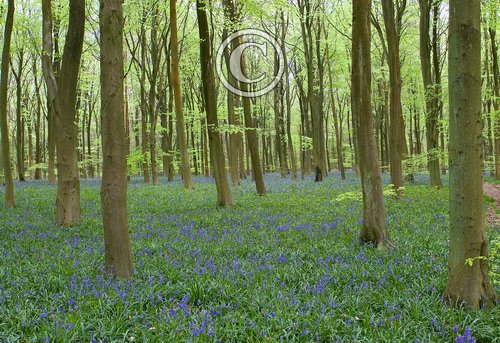 Bluebell Woods DM0376